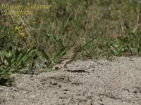 Foto: Duinpieper [Anthus campestris] Sophiapolder Hendrik-Ido-Ambacht 